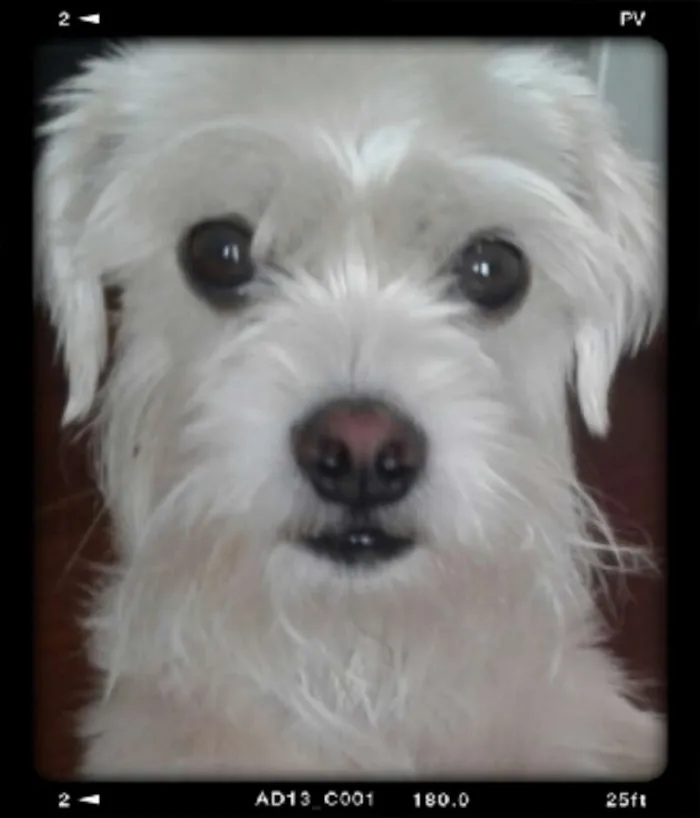 Cachorro ra a SRD idade 4 anos nome Nude