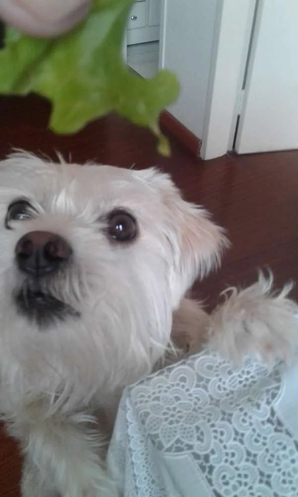 Cachorro ra a SRD idade 4 anos nome Nude