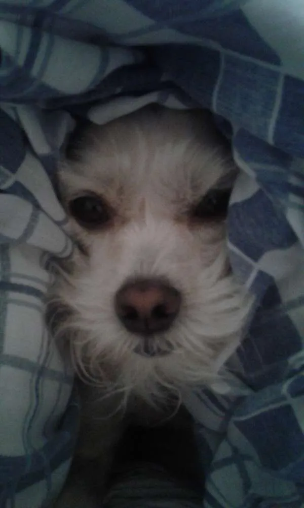 Cachorro ra a SRD idade 4 anos nome Nude