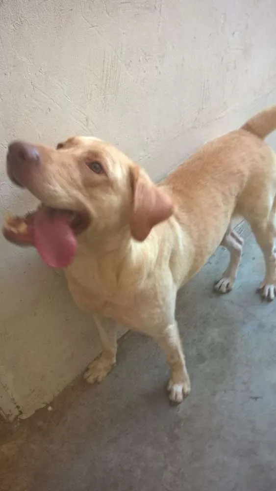 Cachorro ra a Labrador idade 3 anos nome Amarelo