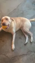Amarelo