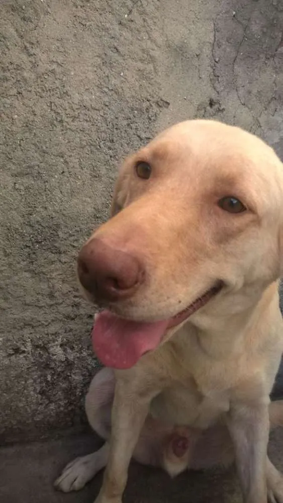 Cachorro ra a Labrador idade 3 anos nome Amarelo