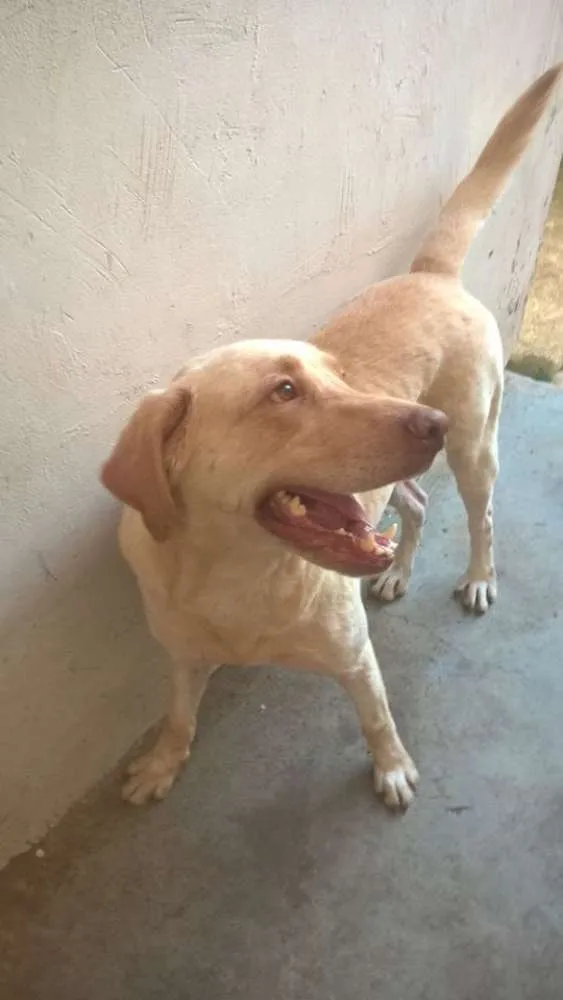Cachorro ra a Labrador idade 3 anos nome Amarelo