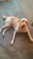 Amarelo