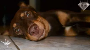 Cachorro raça srd idade 1 ano nome Mel