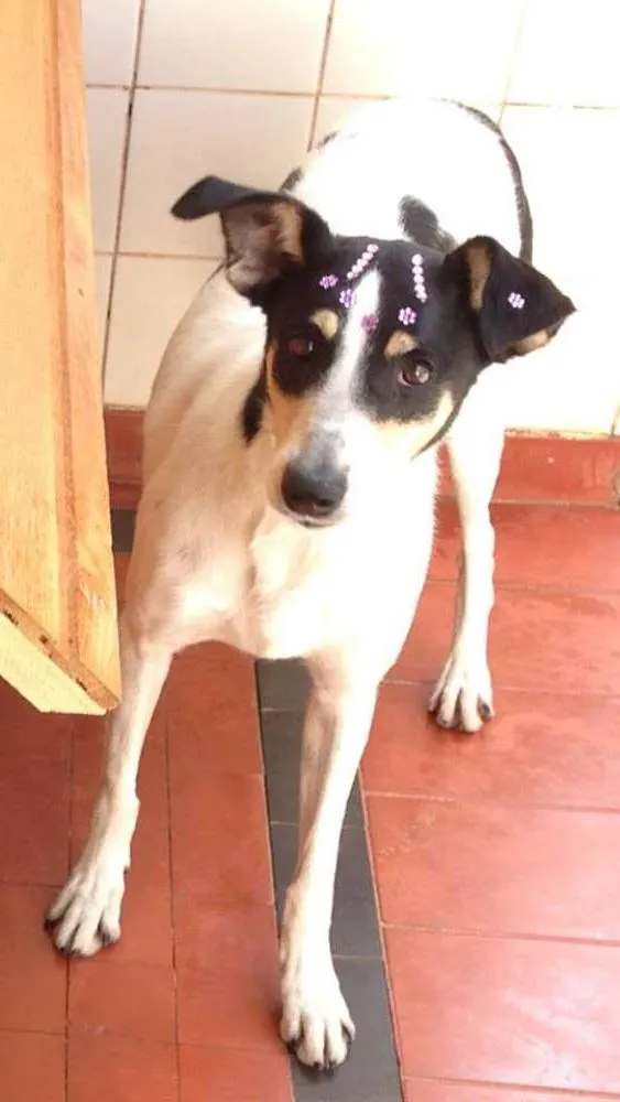 Cachorro ra a Vira-Lata idade 5 anos nome Layla