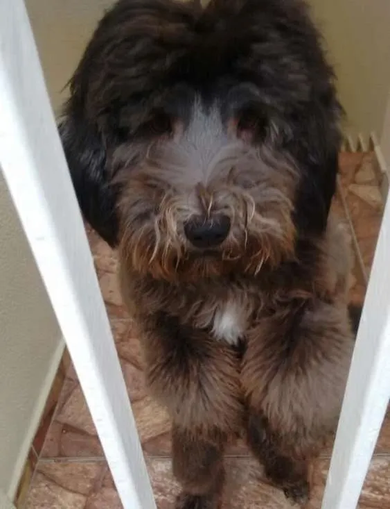 Cachorro ra a mix idade 7 a 11 meses nome Chocolate