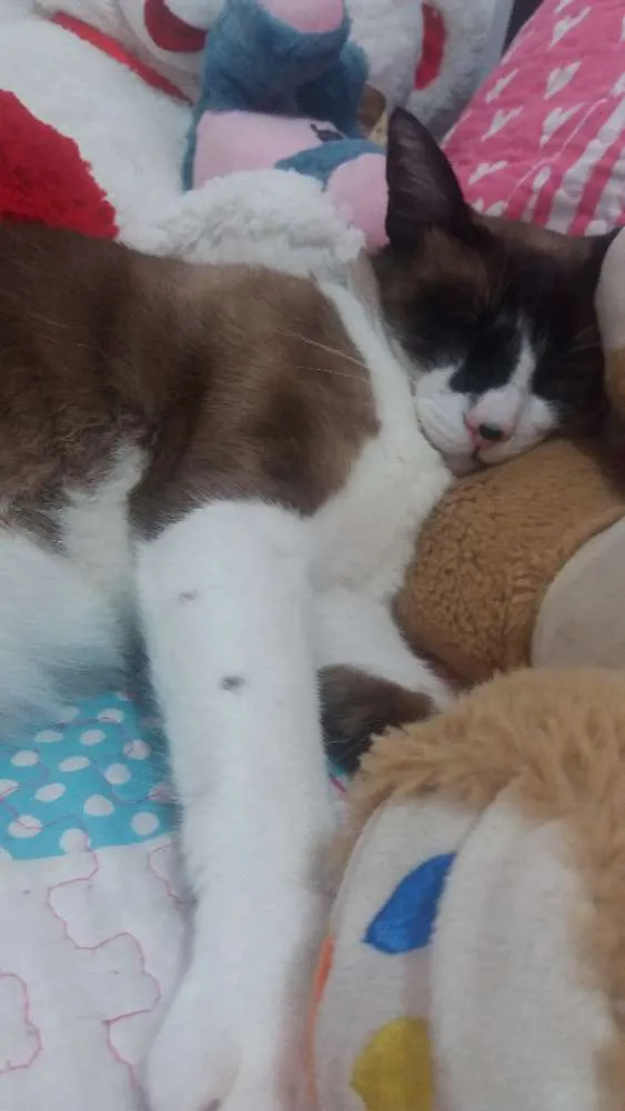 Gato ra a Srd com siamês  idade 4 anos nome Tico