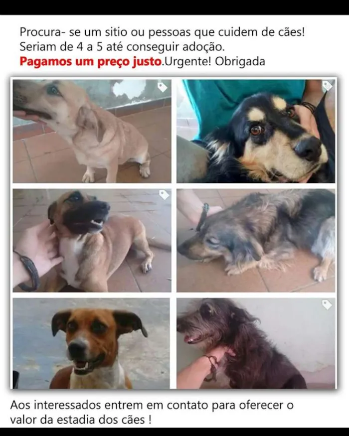 Cachorro ra a indefinida idade 3 anos nome Billy