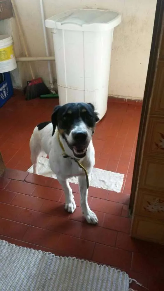 Cachorro raça Mestiço idade 2 anos nome Marley