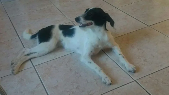 Cachorro ra a Sem Raça Definida idade 7 a 11 meses nome Magali