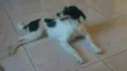 Magali