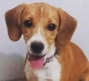Cachorro raça Beagle idade 2 a 6 meses nome Capitu GRATIFICA