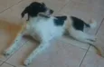 Magali