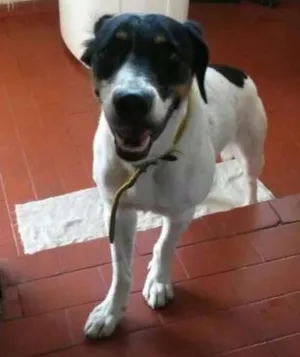 Cachorro raça Mestiço idade 2 anos nome Marley