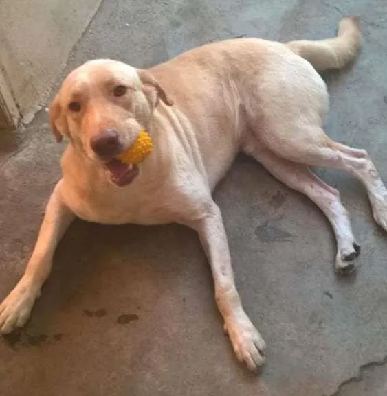 Cachorro ra a Labrador idade 3 anos nome Amarelo