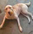 Amarelo