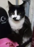 Capitu