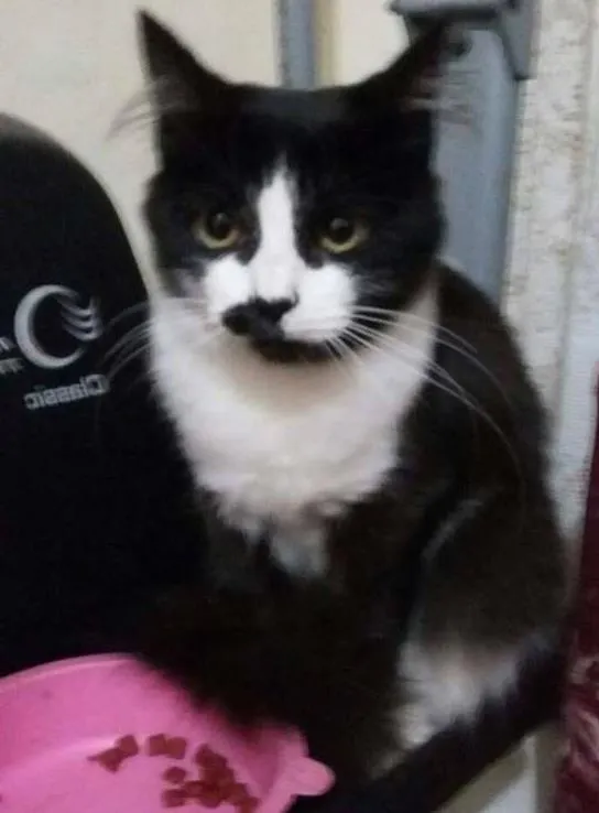 Gato ra a  idade 2 a 6 meses nome Capitu