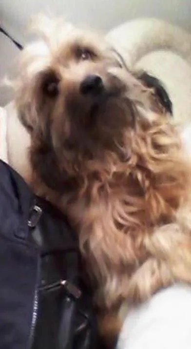 Cachorro ra a SRD idade 6 ou mais anos nome Wood