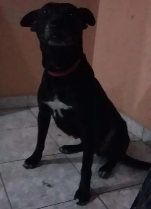 Cachorro ra a Misturada idade 1 ano nome Naomi