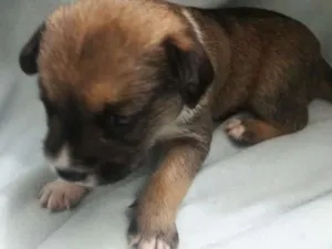 Cachorro raça VIRA LATINHA idade Abaixo de 2 meses nome BARTOLOMEU