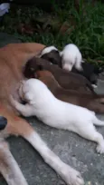 Thor e seus amigos 