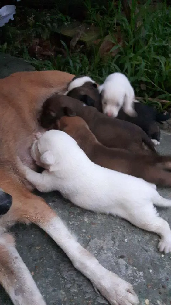 Cachorro raça SRD idade Abaixo de 2 meses nome Thor e seus amigos 