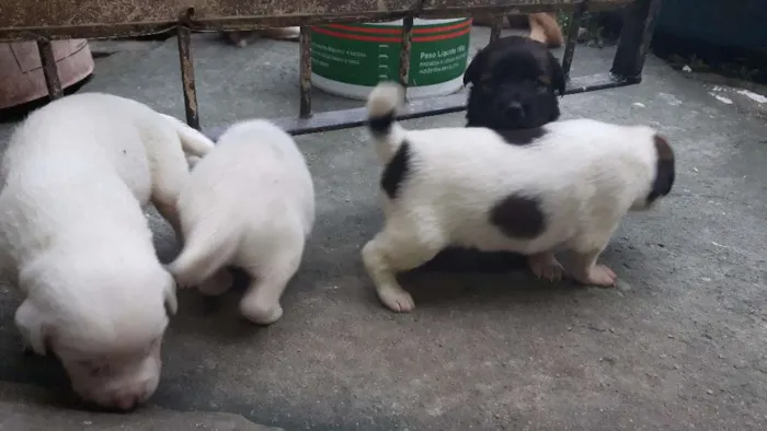 Cachorro raça SRD idade Abaixo de 2 meses nome Thor e seus amigos 