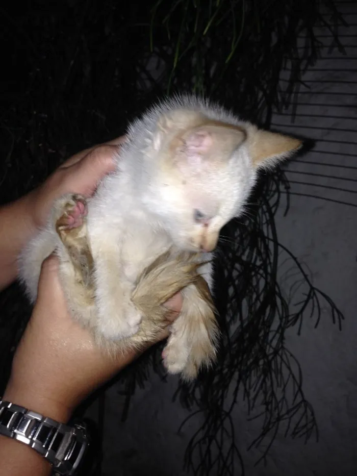 Gato ra a Srd idade 2 a 6 meses nome Não possui