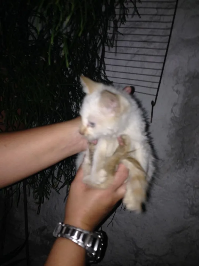 Gato ra a Srd idade 2 a 6 meses nome Não possui