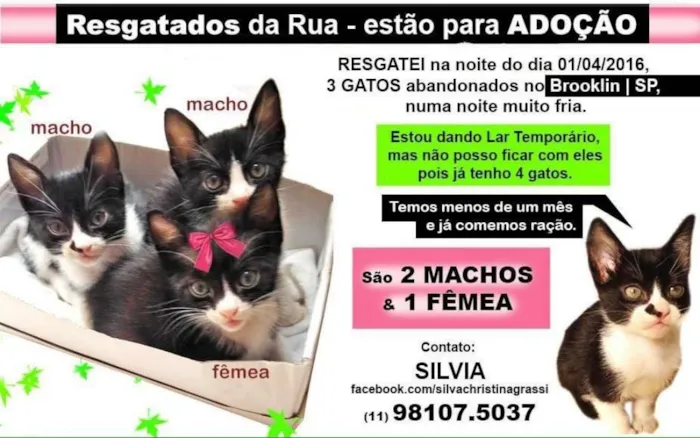 Gato ra a SRD idade 2 a 6 meses nome Catarina, Petruchio