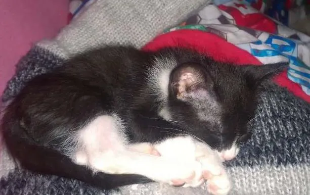 Gato ra a SRD idade 2 a 6 meses nome Catarina