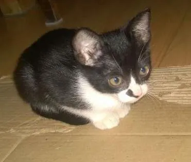 Gato ra a SRD idade 2 a 6 meses nome Bartholomeu