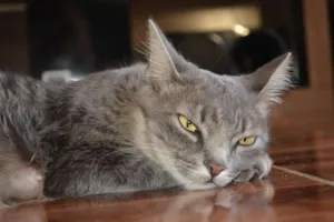 Gato raça indefinida idade 1 ano nome Nala