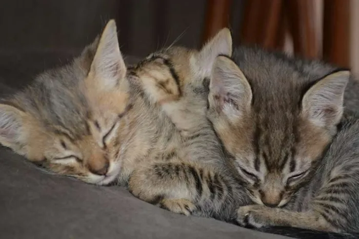 Gato ra a INDEFINIDA idade Abaixo de 2 meses nome FILHOTES