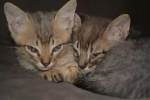 Gato raça INDEFINIDA idade Abaixo de 2 meses nome FILHOTES