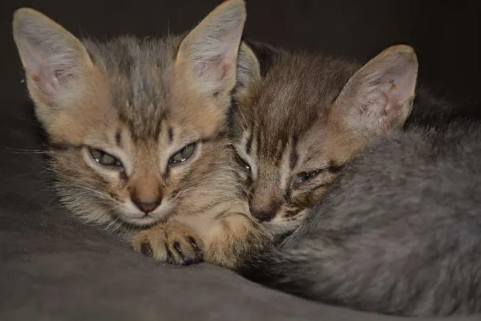 Gato ra a INDEFINIDA idade Abaixo de 2 meses nome FILHOTES