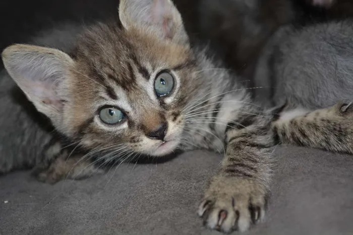 Gato ra a INDEFINIDA idade Abaixo de 2 meses nome FILHOTES