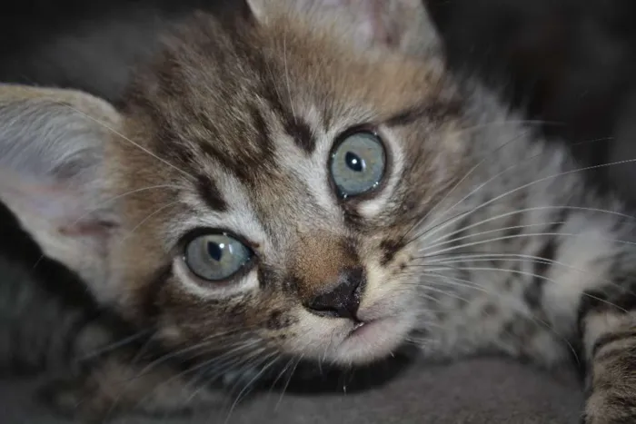 Gato ra a INDEFINIDA idade Abaixo de 2 meses nome FILHOTES