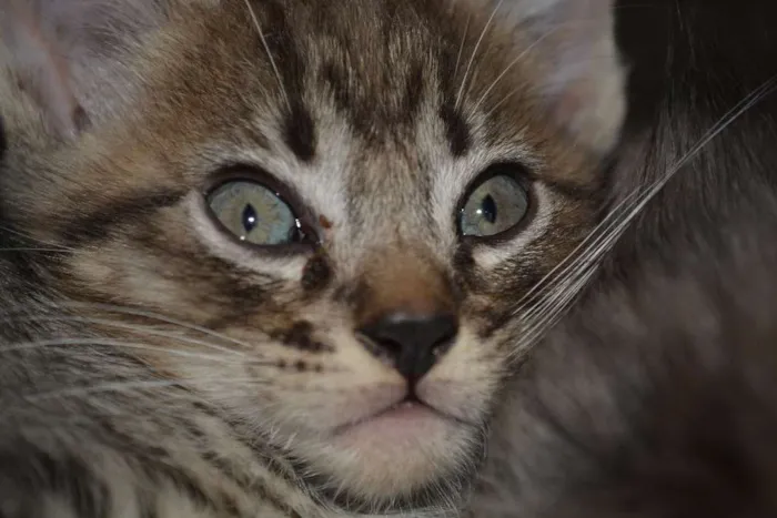Gato ra a INDEFINIDA idade Abaixo de 2 meses nome FILHOTES