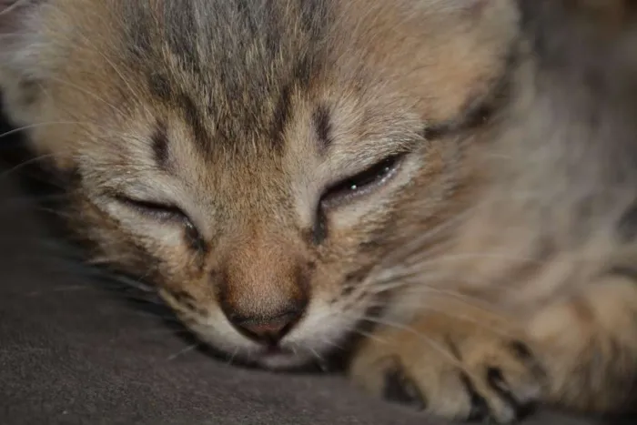 Gato ra a INDEFINIDA idade Abaixo de 2 meses nome FILHOTES