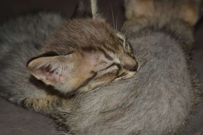 Gato ra a INDEFINIDA idade Abaixo de 2 meses nome FILHOTES