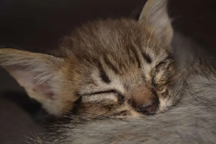 Gato ra a INDEFINIDA idade Abaixo de 2 meses nome FILHOTES