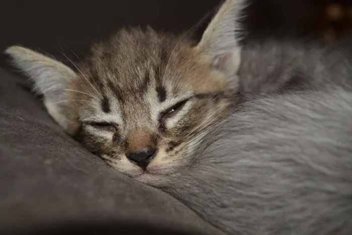 Gato ra a INDEFINIDA idade Abaixo de 2 meses nome FILHOTES