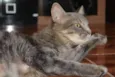 Nala