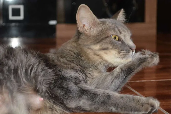 Gato ra a indefinida idade 1 ano nome Nala