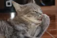 Nala