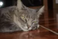 Nala