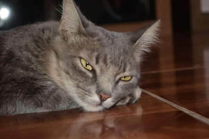 Gato ra a indefinida idade 1 ano nome Nala